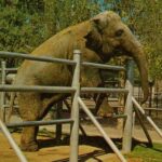 NOSEY THE ELEPHANT
